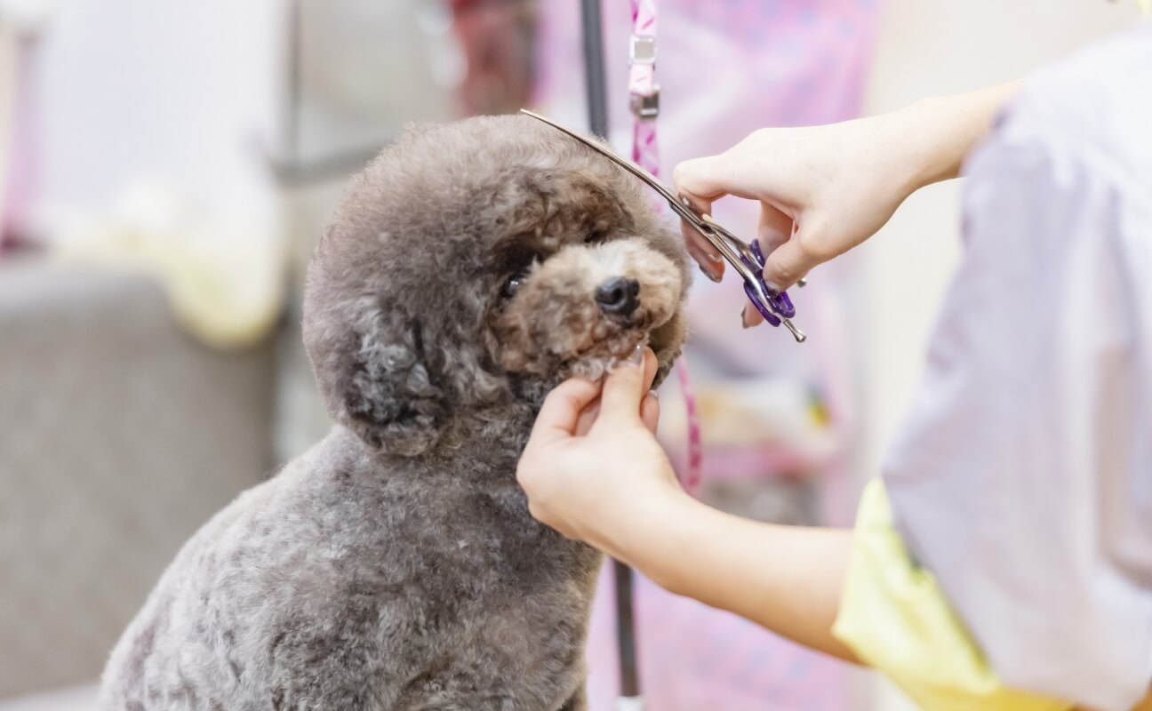 ワンちゃんとご家族の笑顔のために