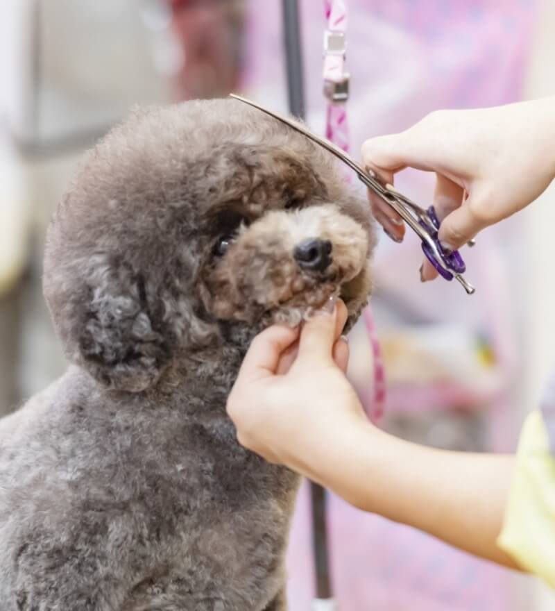 ワンちゃんとご家族の笑顔のために